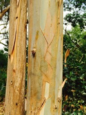 eucalyptus carving carving